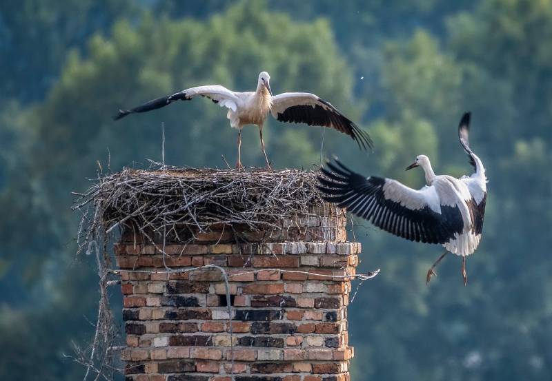 Expert Chimney Animal Removal in Laguna Beach, CA Professional Chimney Animal Removal Services in Laguna Beach, California